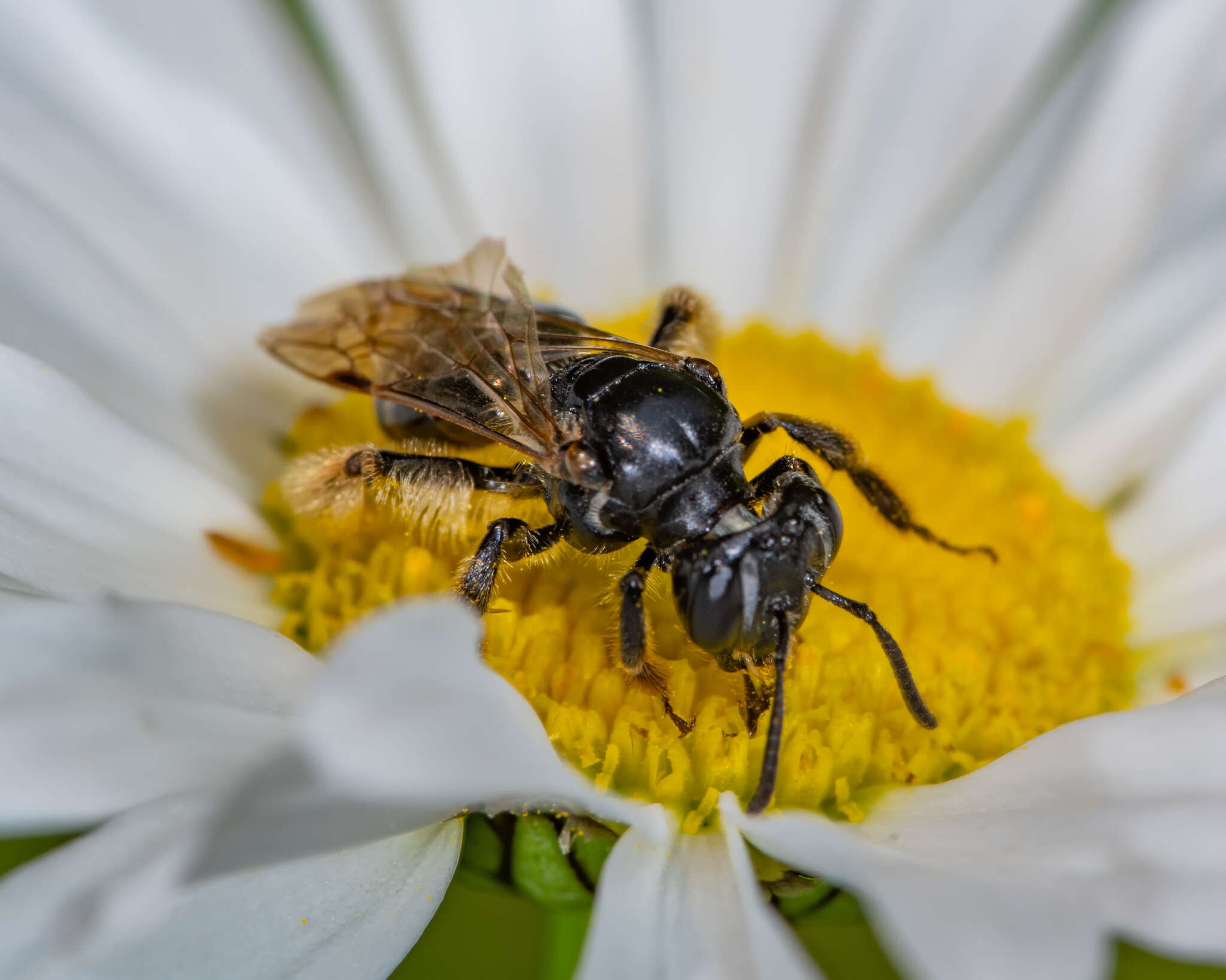 Image of Andrena integra Smith 1853