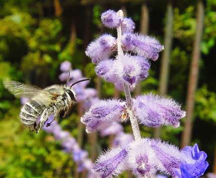 Слика од Anthophora pubescens (Fabricius 1781)