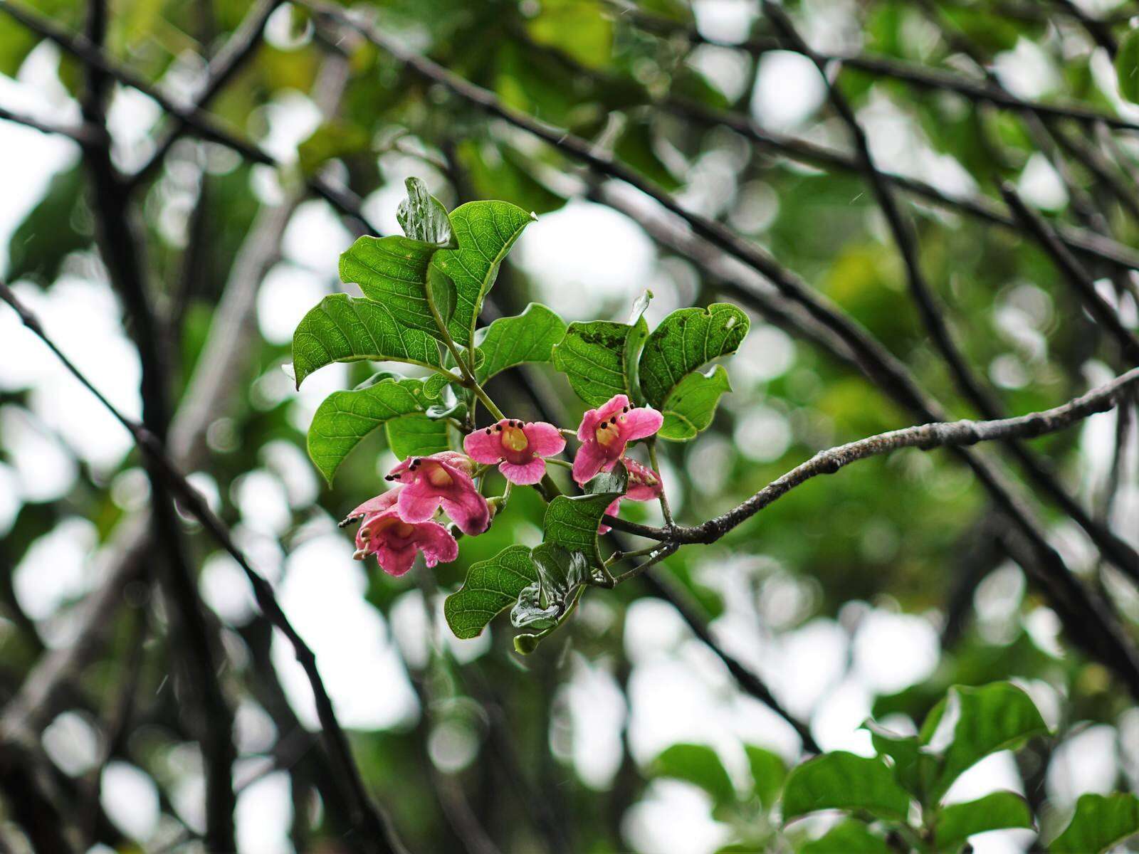 Image of Vitex lucens Kirk