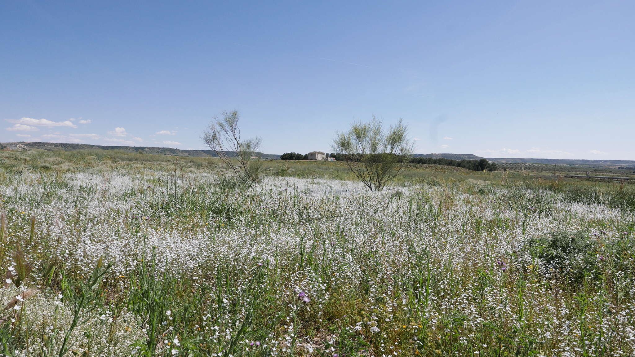 صورة Iberodes linifolia (L.) Serrano, R. Carbajal & S. Ortiz