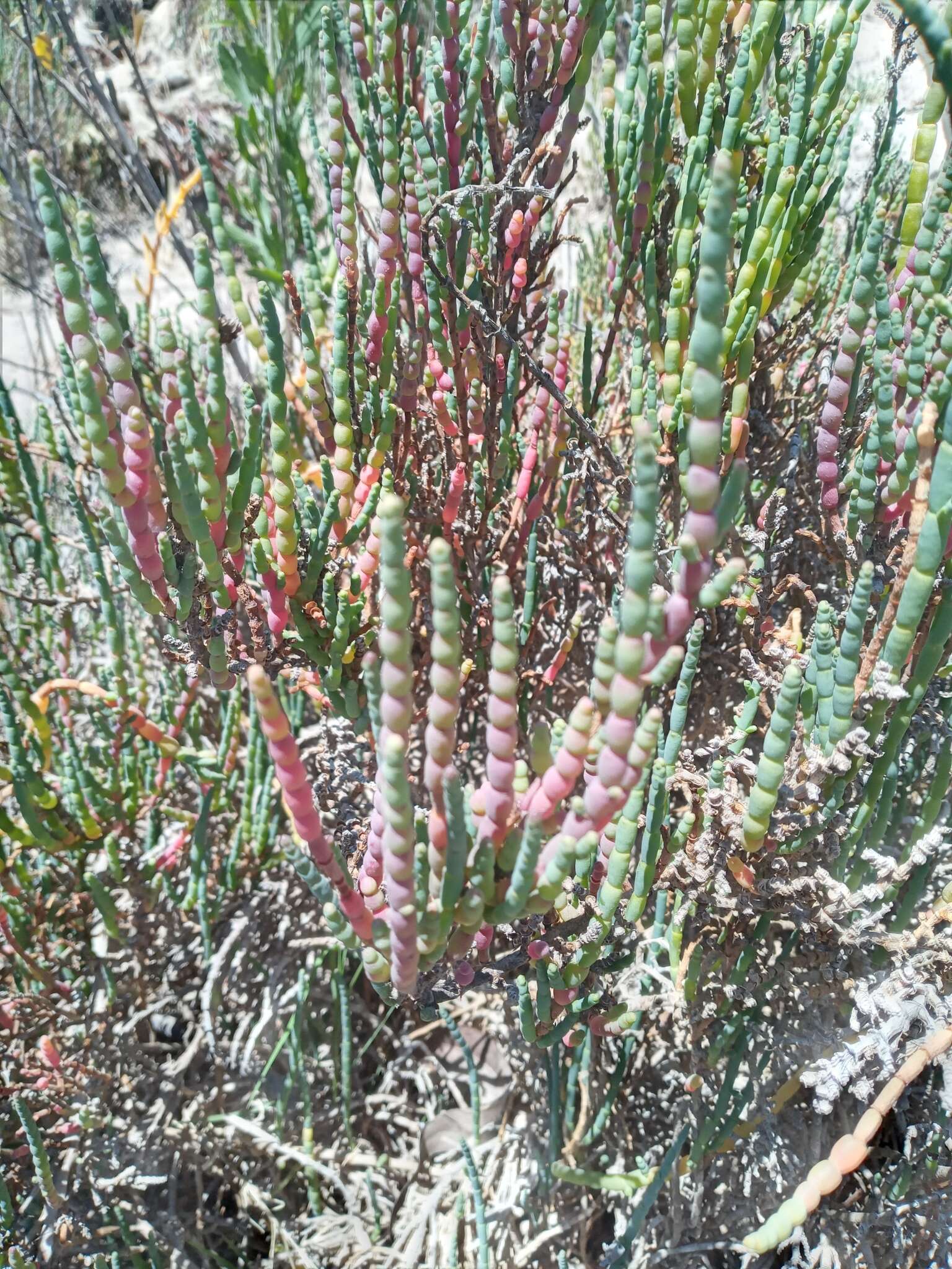 Image of Salicornia neei Lagasca