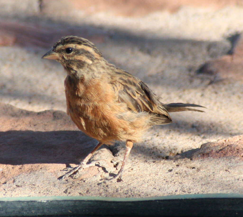 Sivun Emberiza tahapisi nivenorum (Winterbottom 1965) kuva