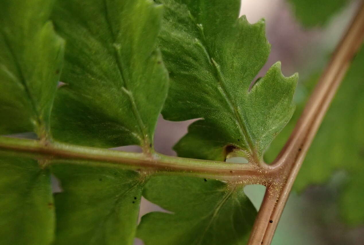 Sivun Athyrium delavayi Christ kuva