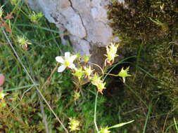 Image of Saxifraga hypnoides L.