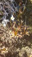 Image of New Zealand sundew