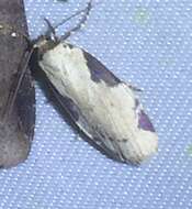 Image of Cyana melanoplagia Hampson 1914