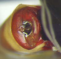 Image of Dysdercus (Dysdercus) obscuratus Distant 1883