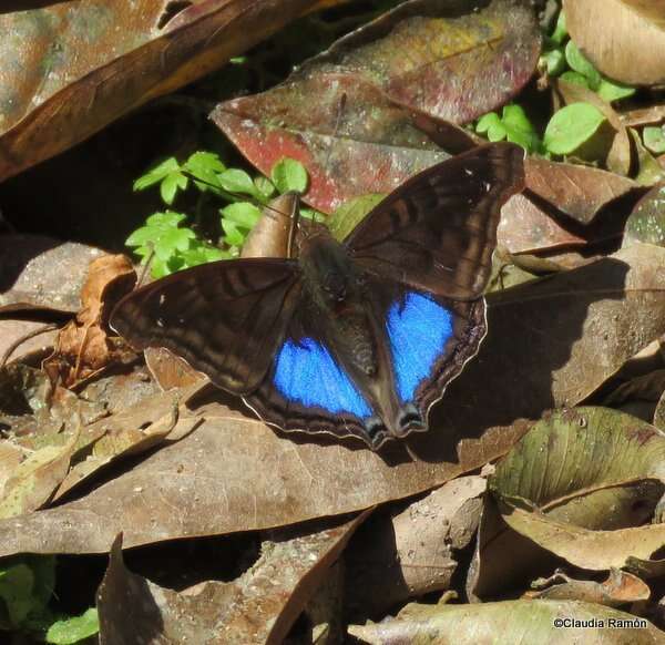 Image of Doxocopa cyane Latreille 1833