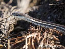 Image of Lateral Water Snake