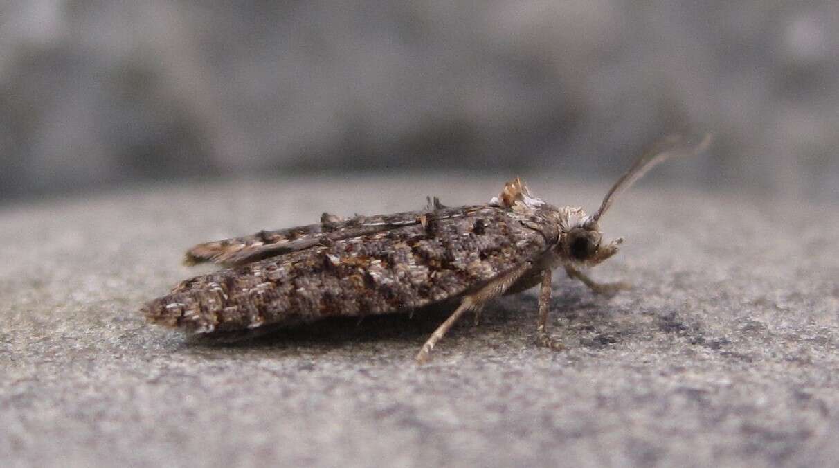 Image of Eastern Black-headed Budworm Moth