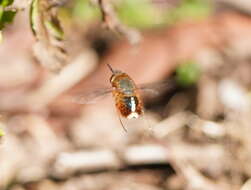 Image of Sisyromyia rutila (Walker 1849)