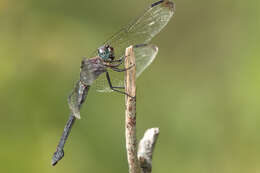Image of Gray-waisted Skimmer