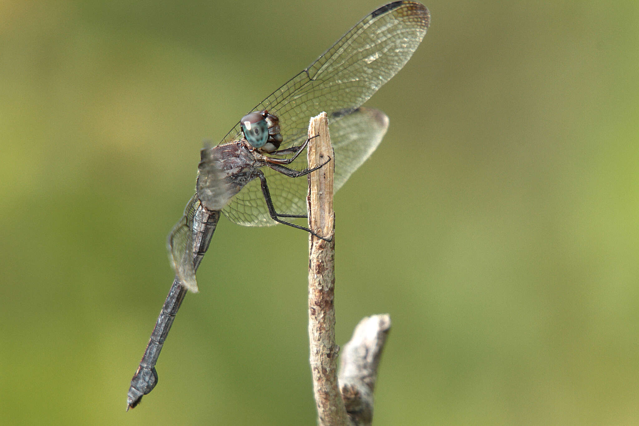 Image of Gray-waisted Skimmer