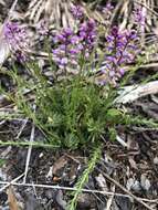 Image of Lewton's milkwort