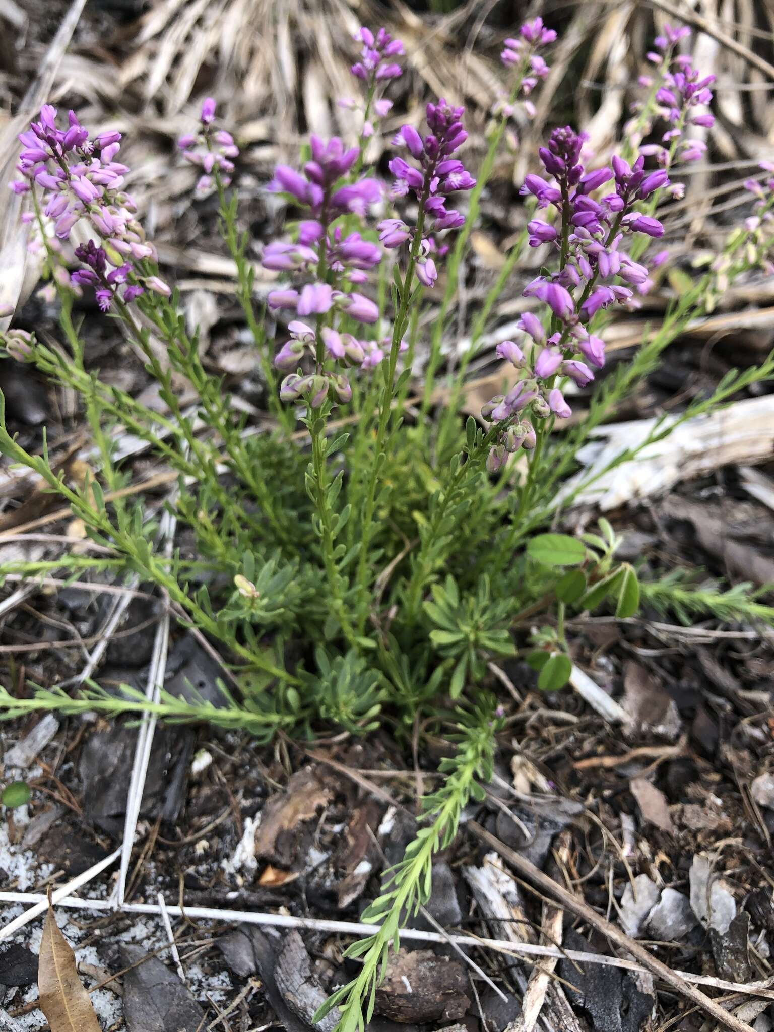 Image of Lewton's milkwort