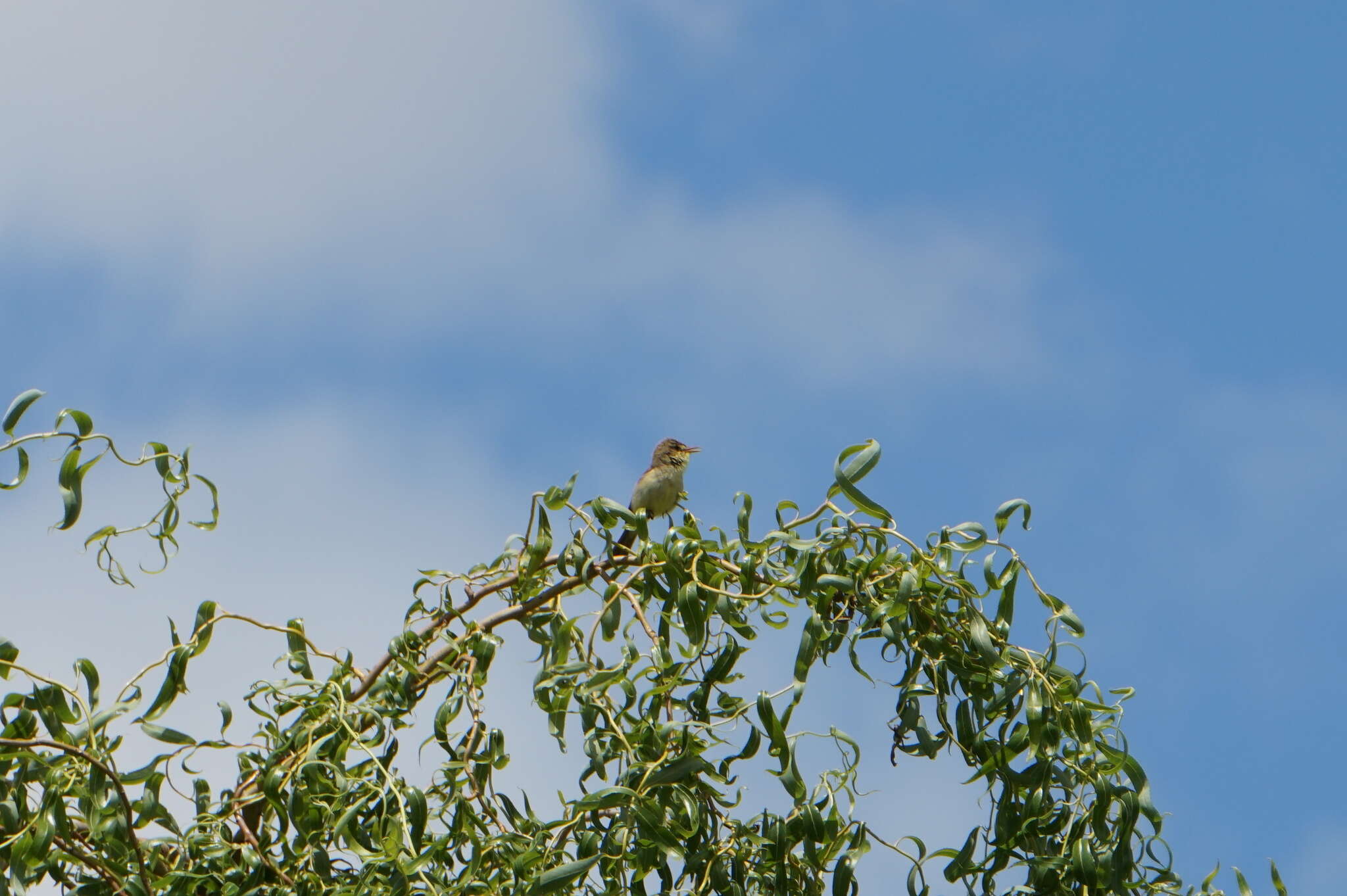 Image of Melodious Warbler