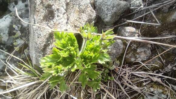 Image of Anemonastrum biarmiense (Juz.) J. Holub