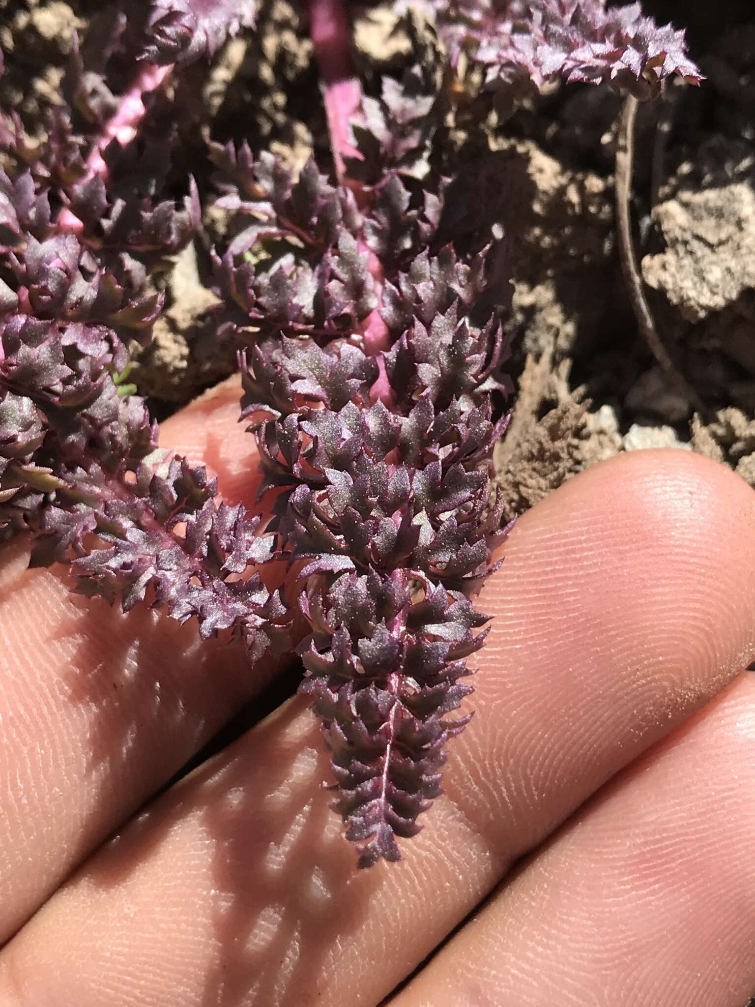 صورة Pedicularis semibarbata var. charlestonensis Pennell & Clokey