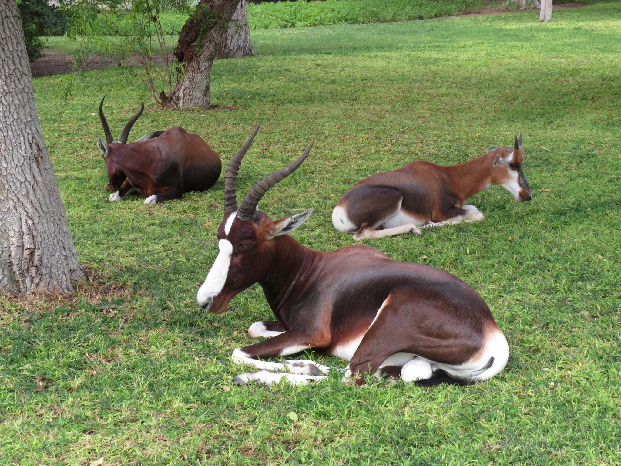 Image of Blesbok