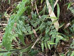 Image of thicket creepingfern