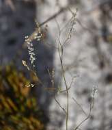 Image de Polygonella basiramia (Small) G. L. Nesom & V. M. Bates