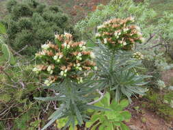 Image of Echium leucophaeum Webb ex Sprague & Hutchinson