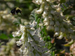 Image of Obscure Bumble Bee