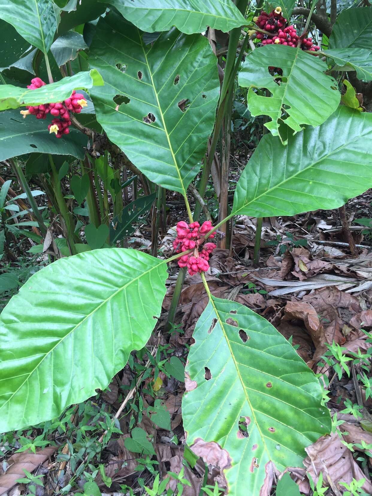 Image of Pentagonia macrophylla Benth.