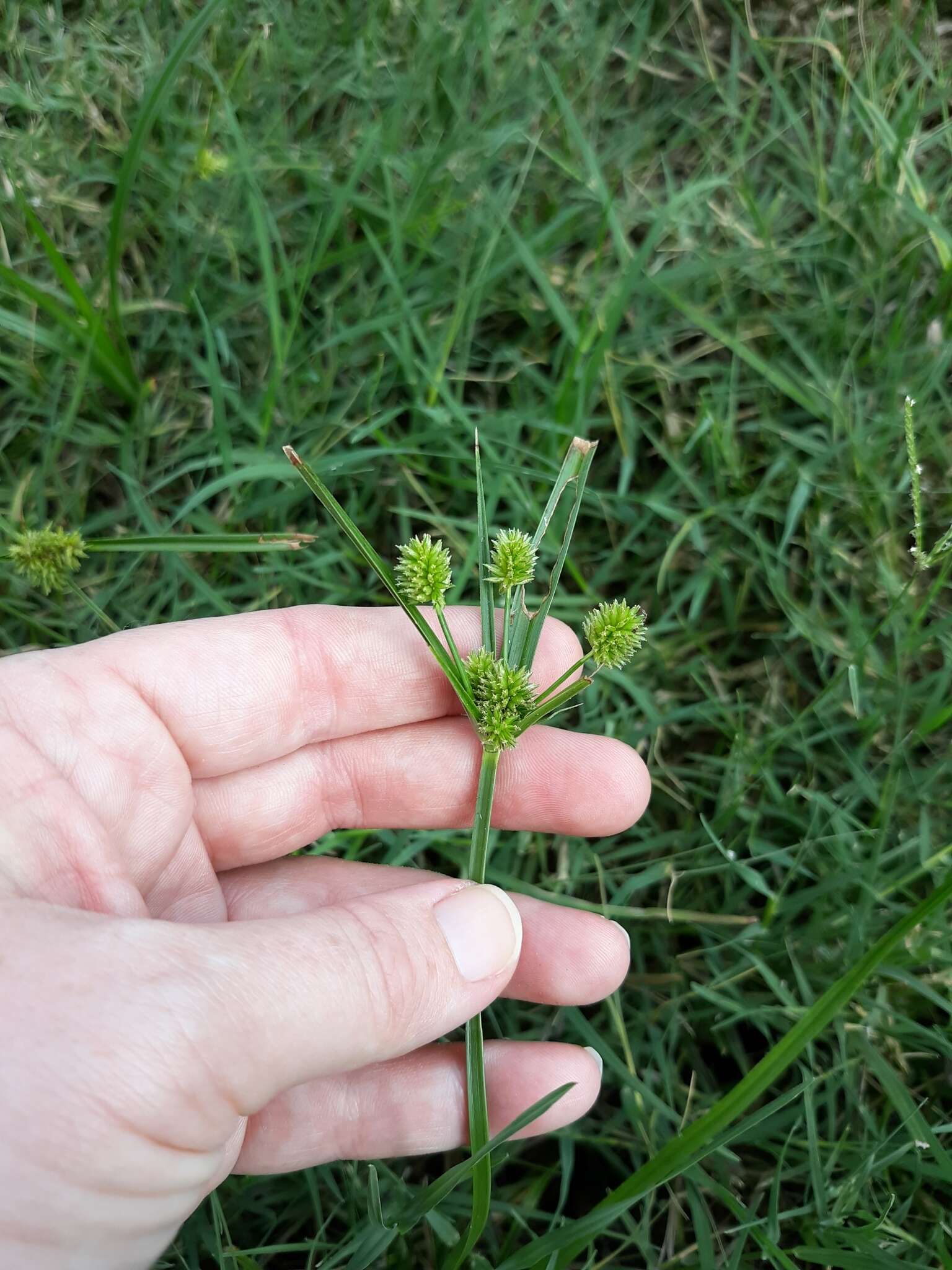 Image of pine barren flatsedge