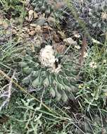 Image of Thelocactus rinconensis (Poselger) Britton & Rose