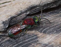 Image of Chrysis viridula L.