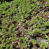 Imagem de Arctostaphylos nevadensis A. Gray