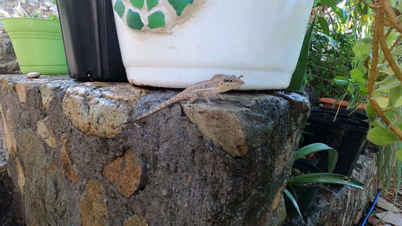 Image of Anguilla Bank Anole