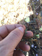 Image of Brewer's milkvetch