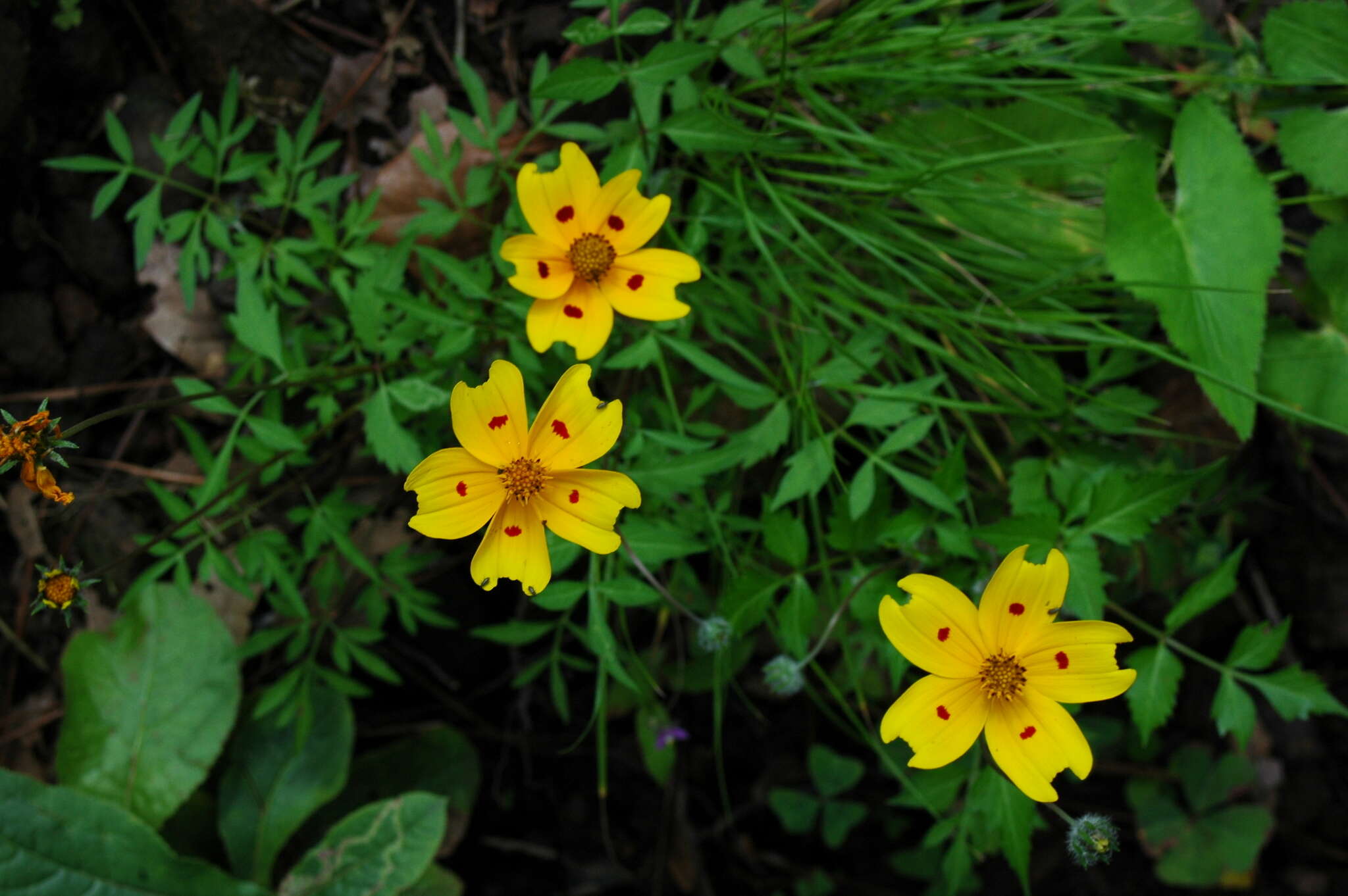 Image of Bidens ocellatus (Greenm.) T. E. Melchert