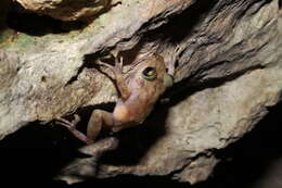 Image of Yucatan Rainfrog