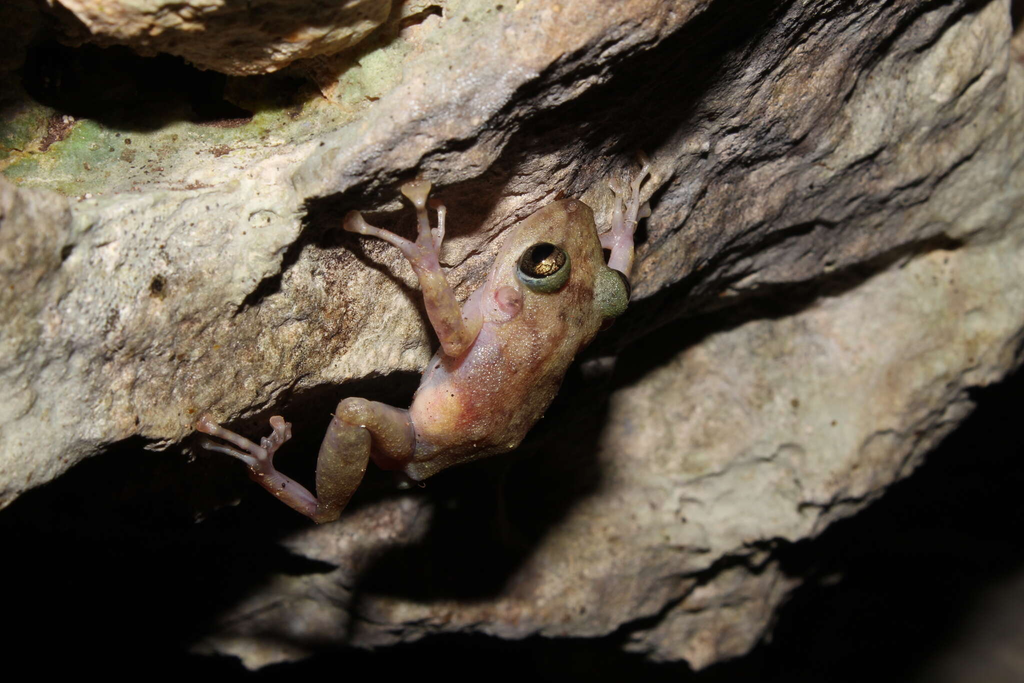 Image of Yucatan Rainfrog