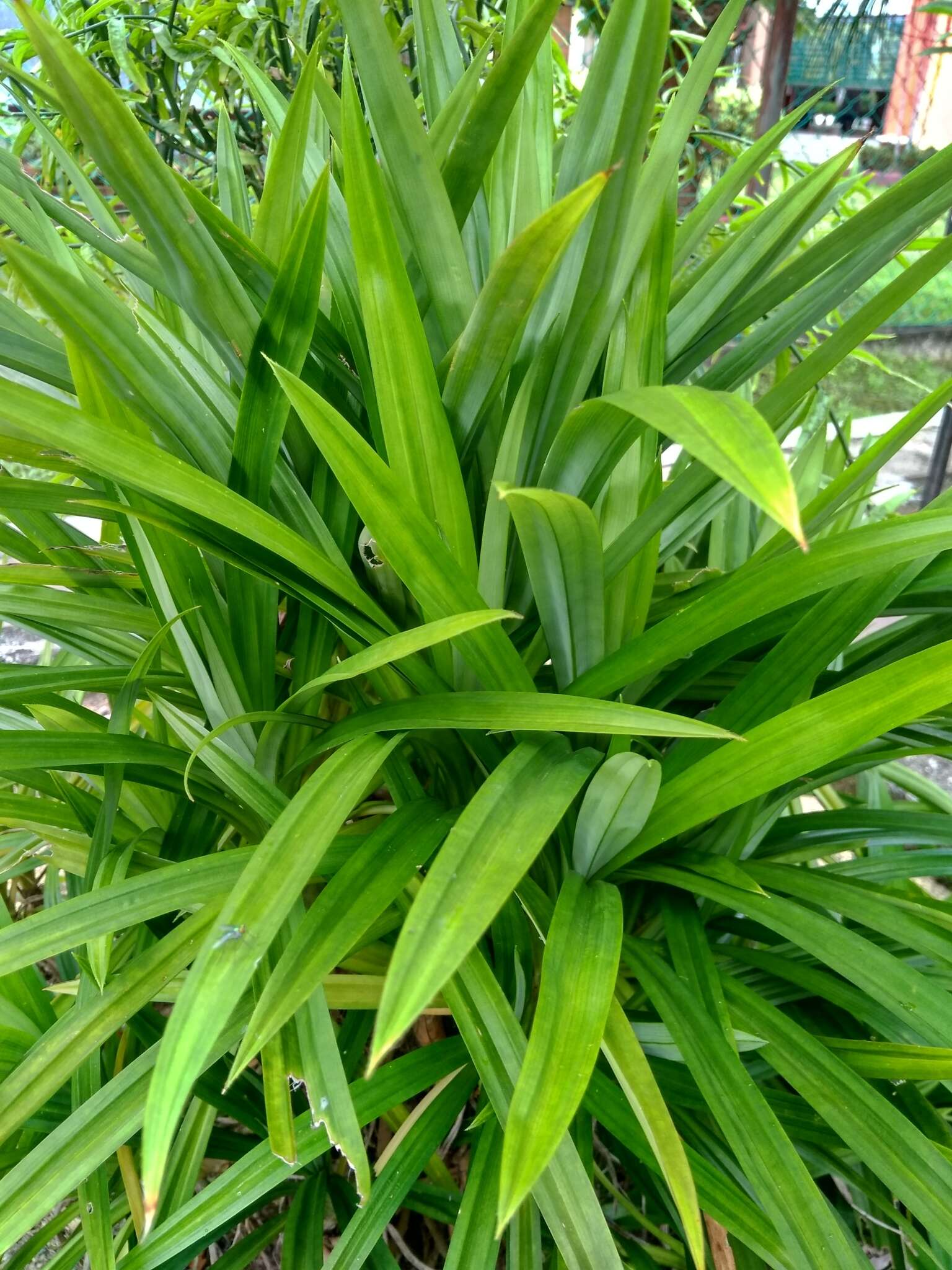 Image of Pandan