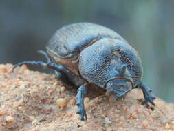 Image of Syrichthomorphus termitophilus Péringuey 1901