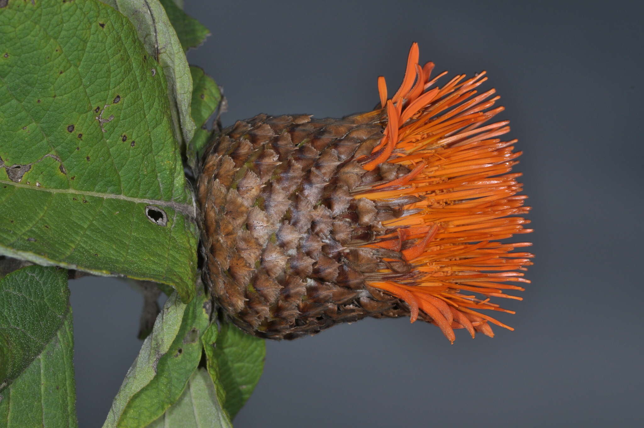 صورة Cnicothamnus lorentzii Griseb.