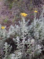 Imagem de Helichrysum dasyanthum (Willd.) Sw.