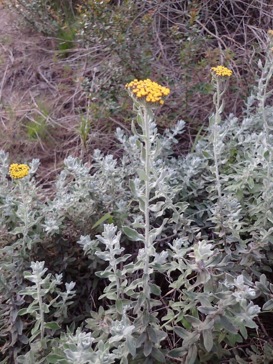 Image of Fynbos Everlasting