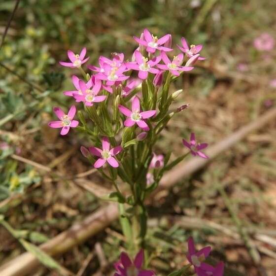 Image of Centaurium grandiflorum Druce