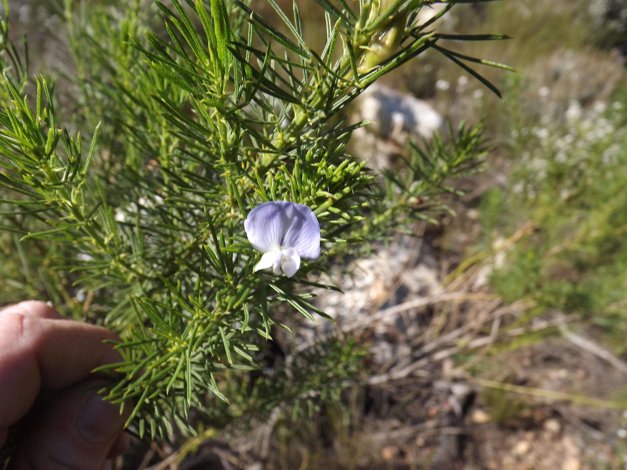 Plancia ëd Psoralea pinnata L.