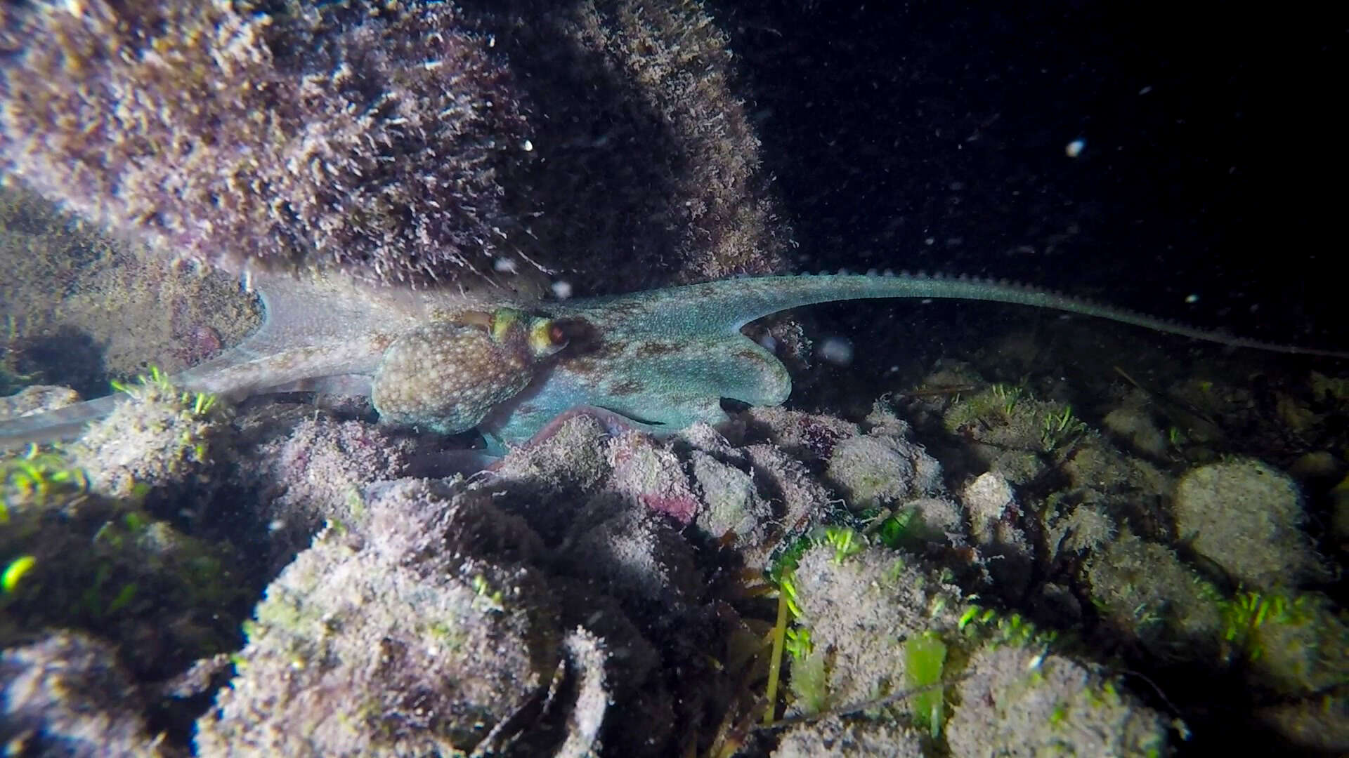 Image of Caribbean reef octopus