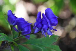 Image of Aconitum jaluense subsp. taigicola (Vorosh.) V. N. Voroshilov