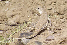 Image of Callisaurus draconoides ventralis (Hallowell 1852)