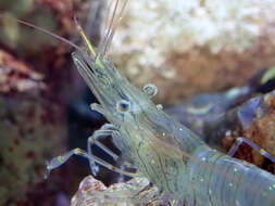 Image of Common prawn