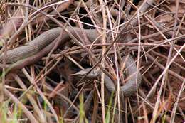 Thamnophis validus (Kennicott 1860) resmi