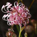 Image of Grevillea bracteosa subsp. howatharra Olde & Marriott